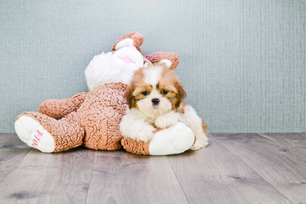 Friendly Teddy Bear Baby