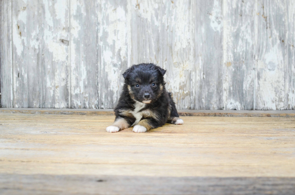 Mini Aussiedoodle Pup Being Cute