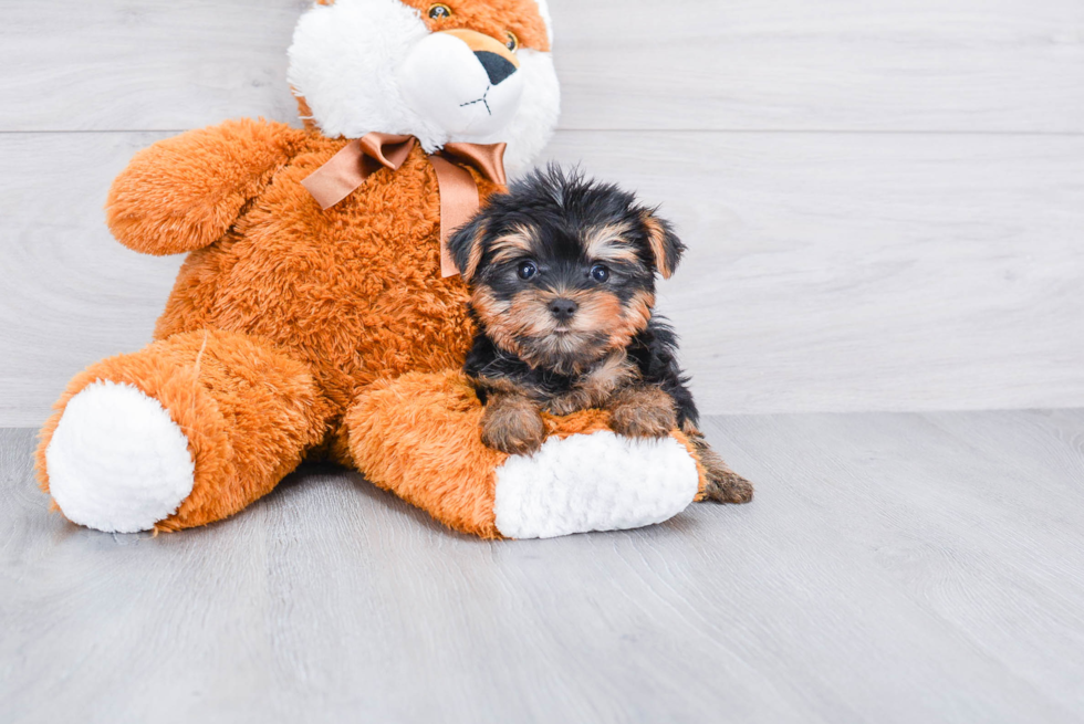 Meet Avery - our Yorkshire Terrier Puppy Photo 