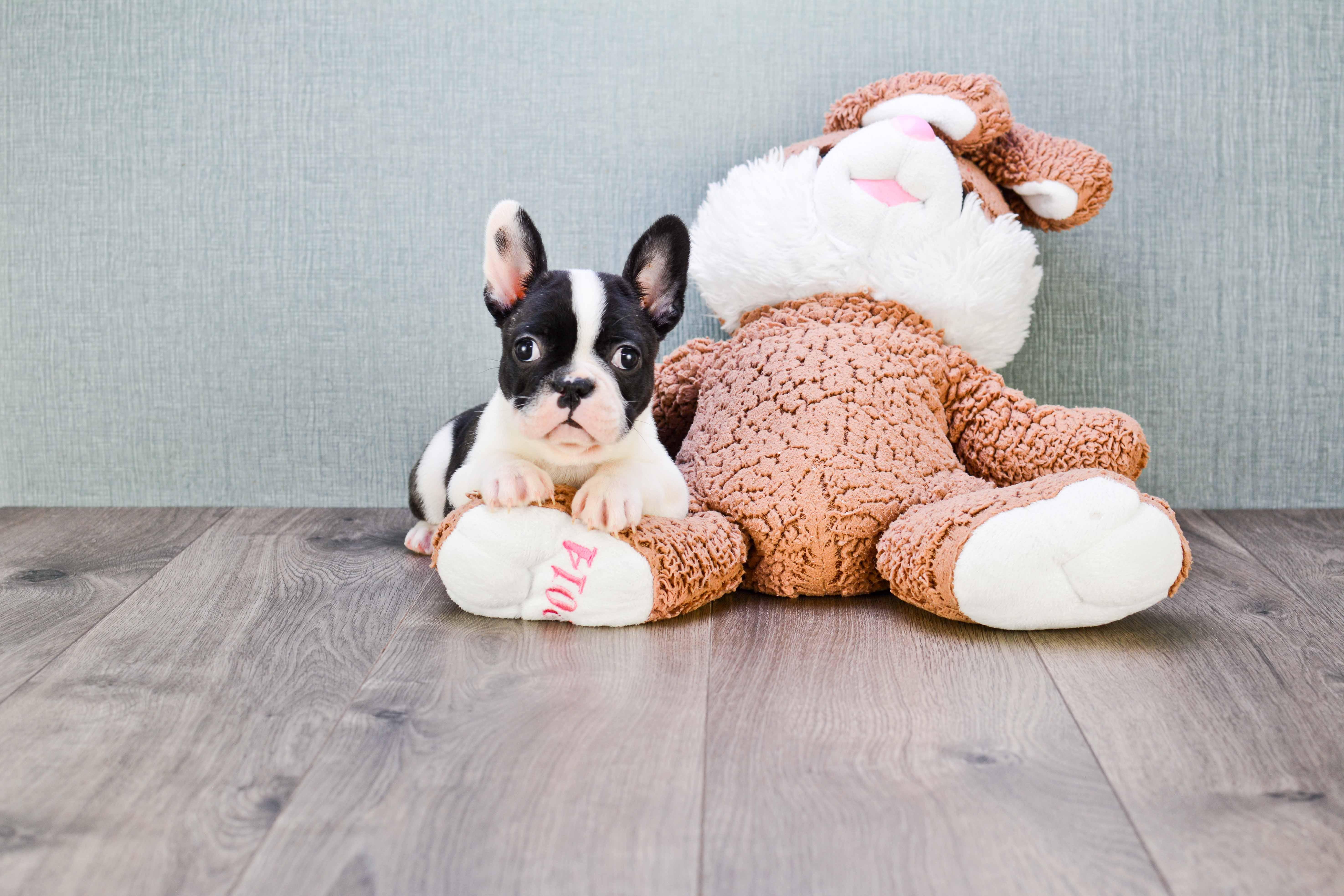 Fluffy Frenchie Purebred Puppy