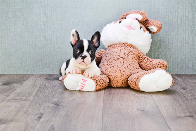 Fluffy Frenchie Purebred Puppy