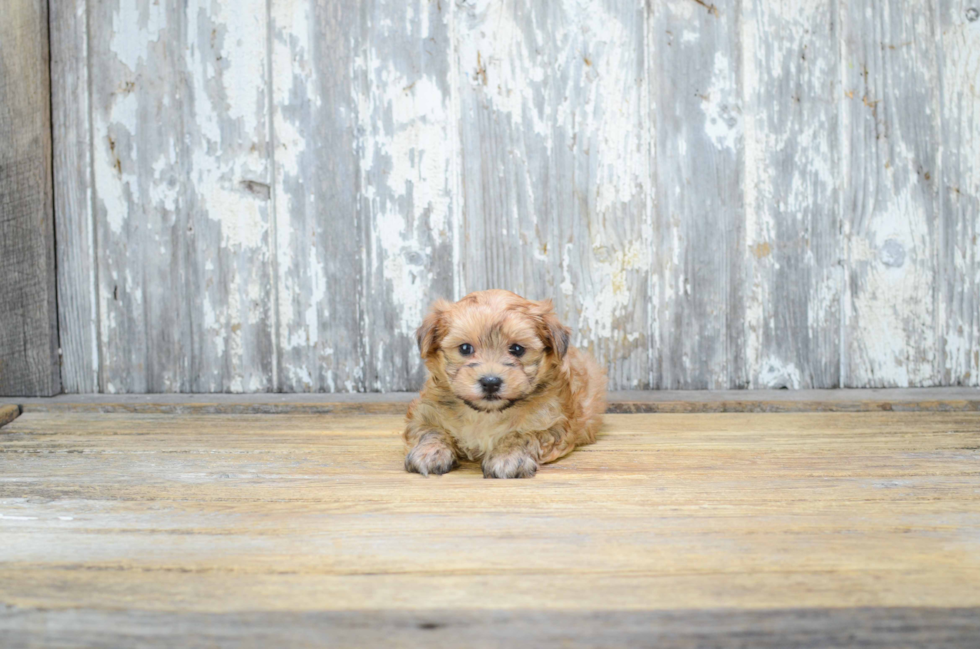 Little Yorkie Designer Puppy