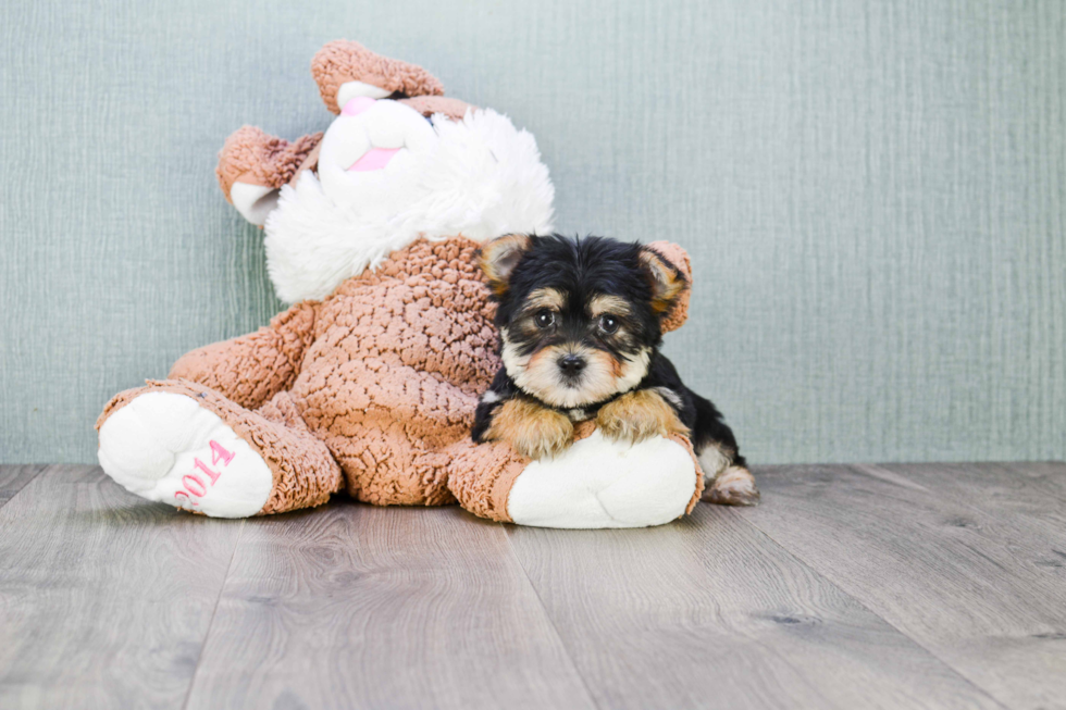 Morkie Pup Being Cute