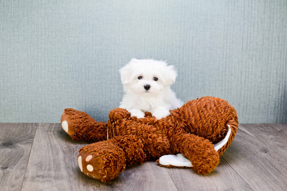 Maltese Pup Being Cute