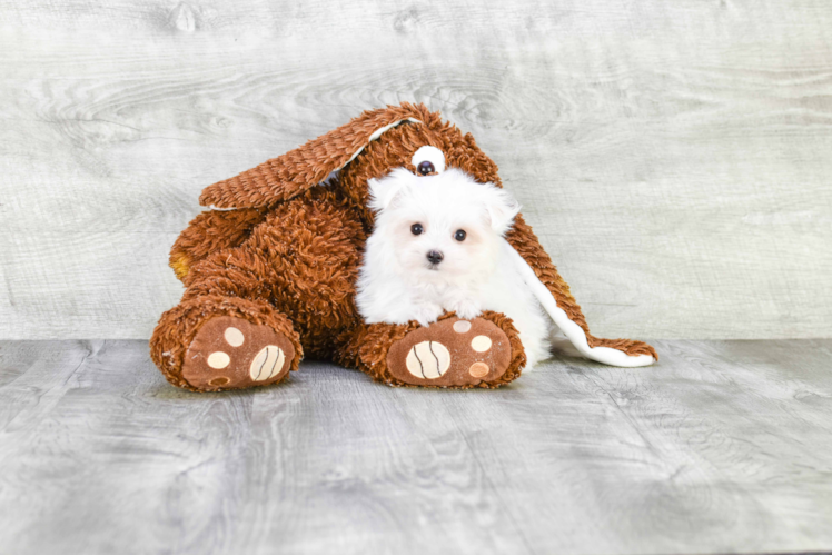 Maltese Puppy for Adoption