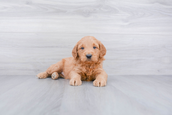 Mini Goldendoodle Puppy for Adoption