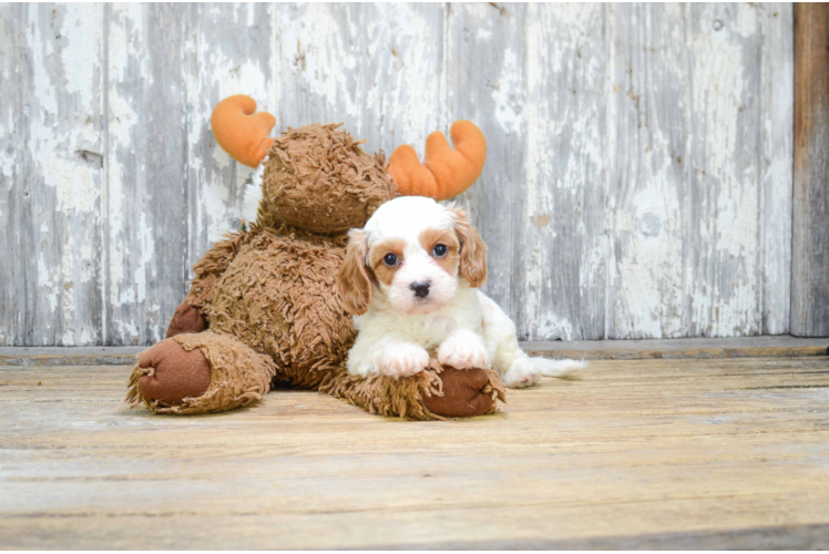 Petite Cavapoo Poodle Mix Pup