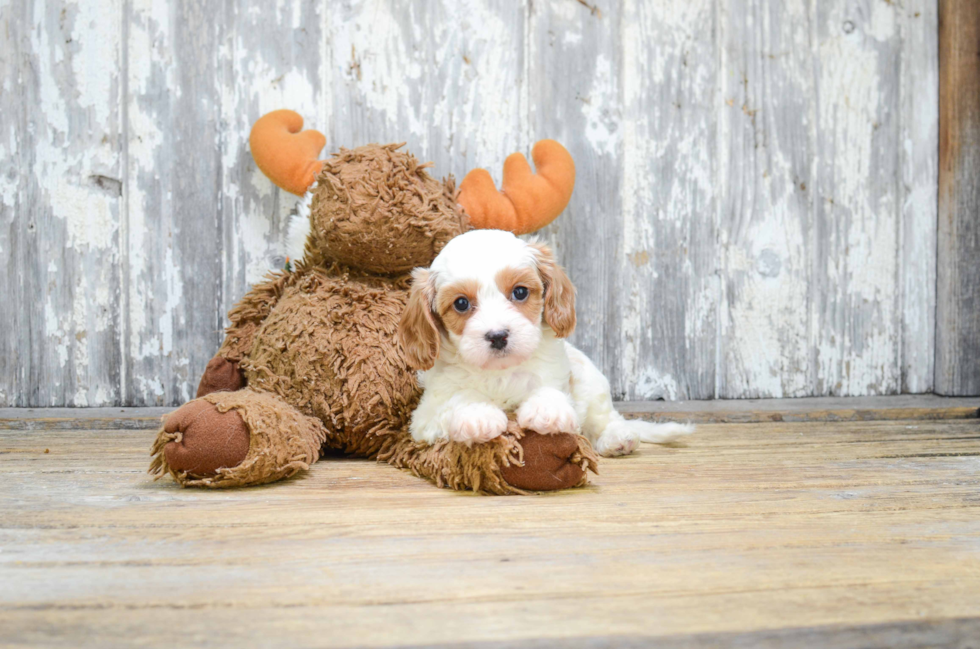 Petite Cavapoo Poodle Mix Pup