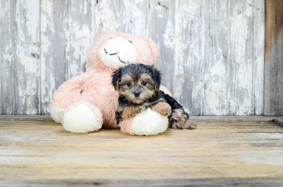 Hypoallergenic Yorkie Designer Puppy