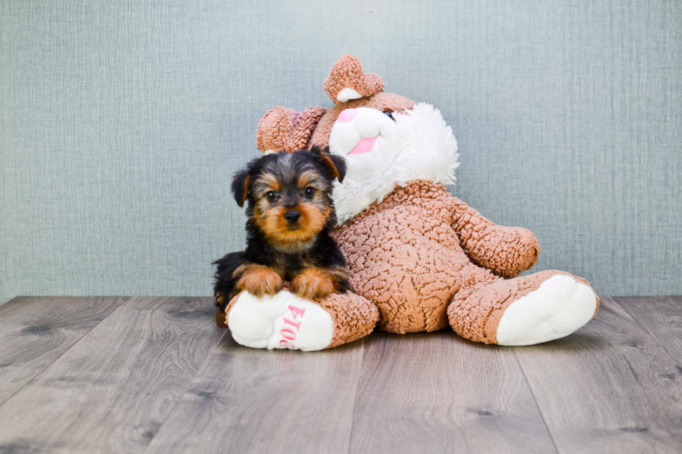 Meet Snickers - our Yorkshire Terrier Puppy Photo 