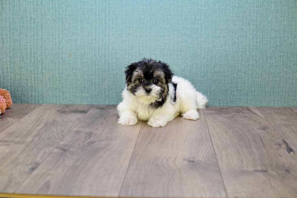 Smart Morkie Designer Pup