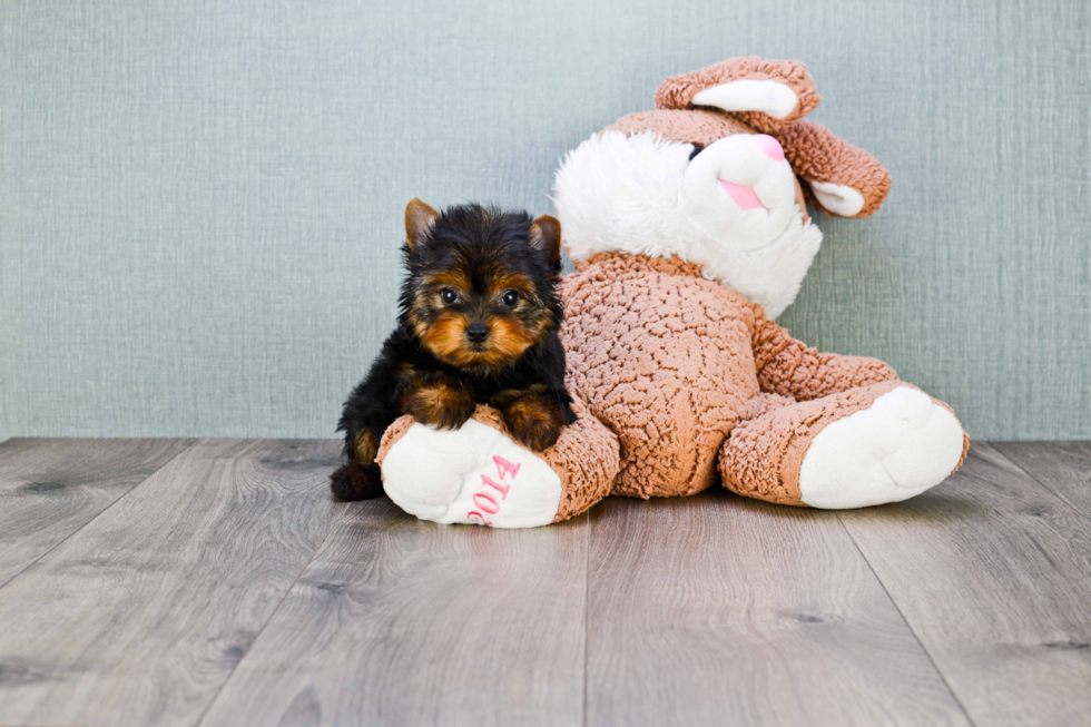 Meet Tinkerbell - our Yorkshire Terrier Puppy Photo 