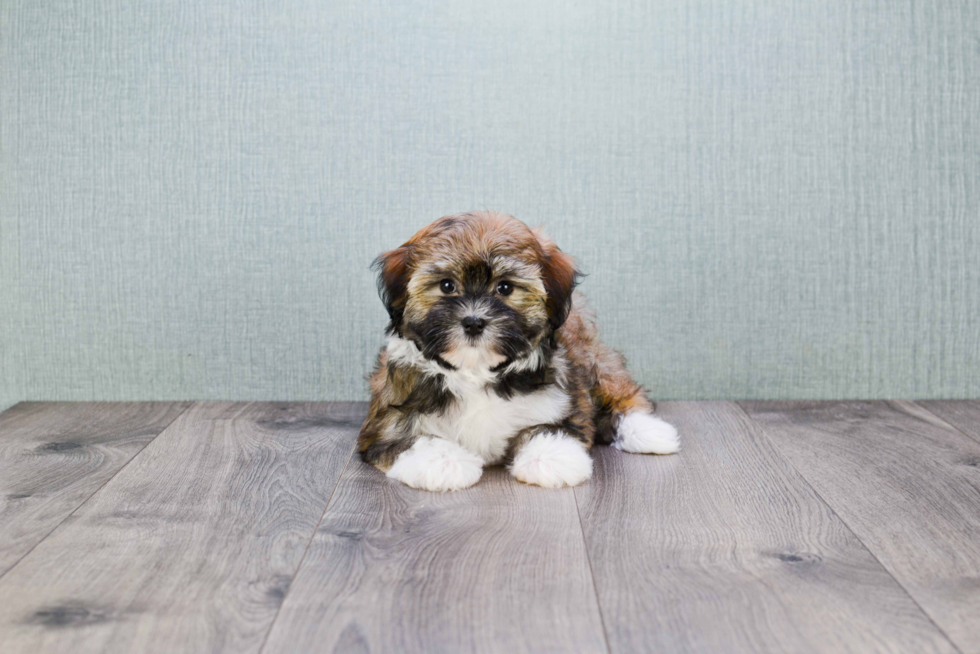 Havanese Pup Being Cute