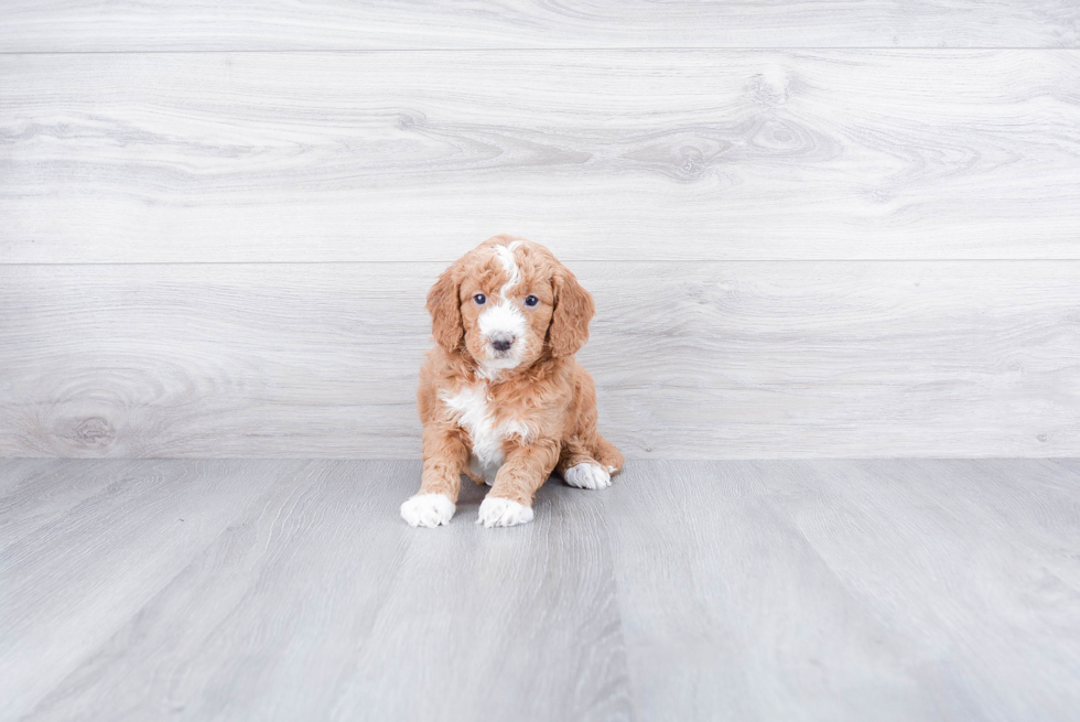 Hypoallergenic Golden Retriever Poodle Mix Puppy