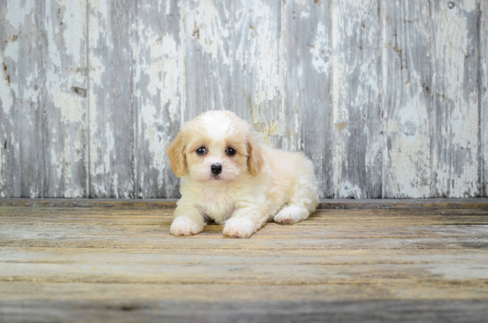 Cavachon Pup Being Cute