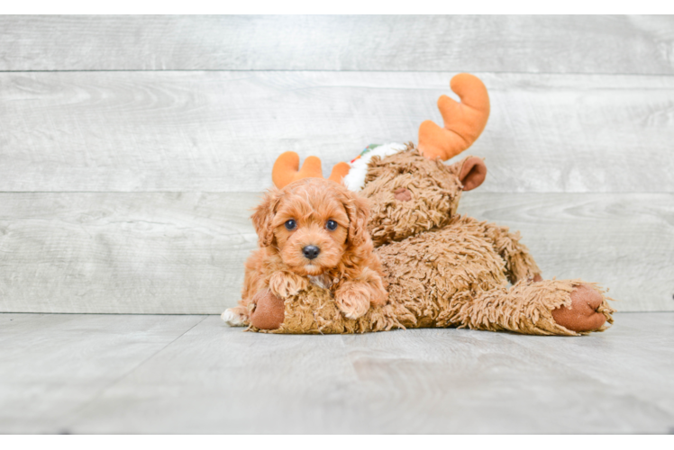 Cavapoo Pup Being Cute