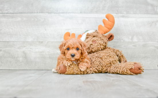 Cavapoo Pup Being Cute