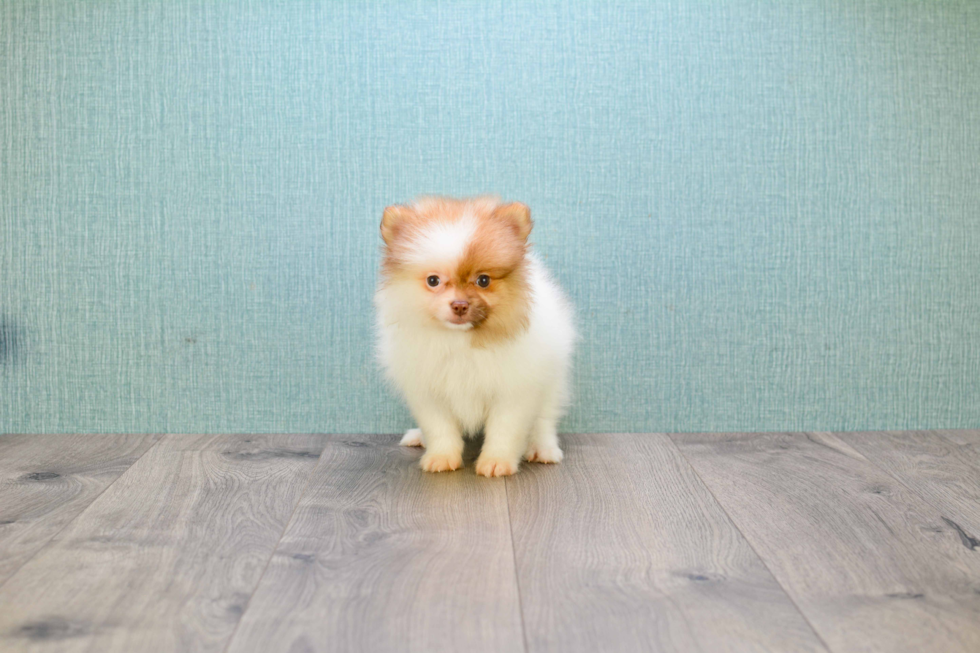 Pomeranian Puppy for Adoption