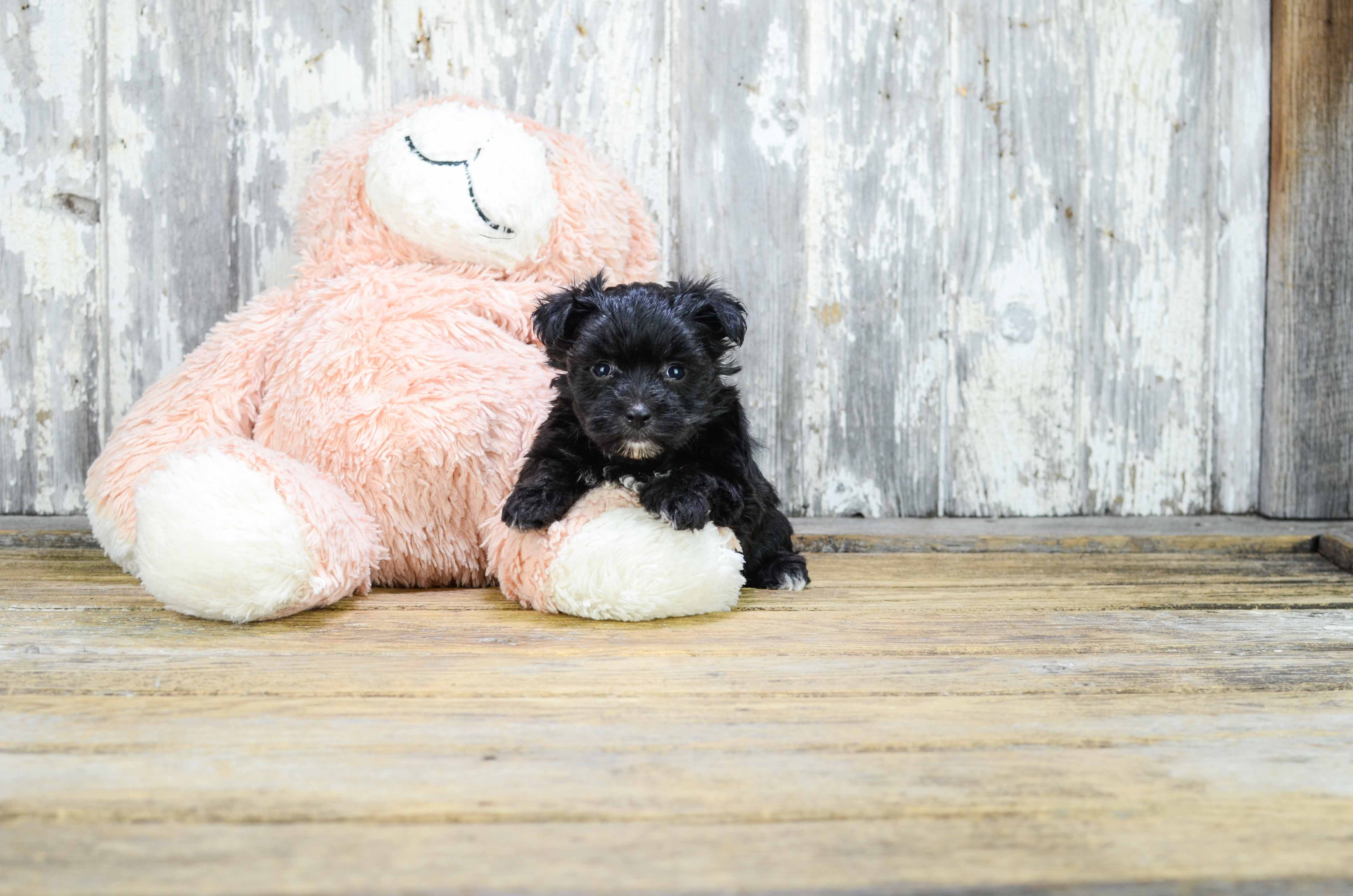 Best Morkie Baby