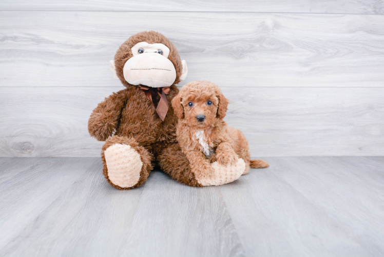 Little Cockerpoo Poodle Mix Puppy