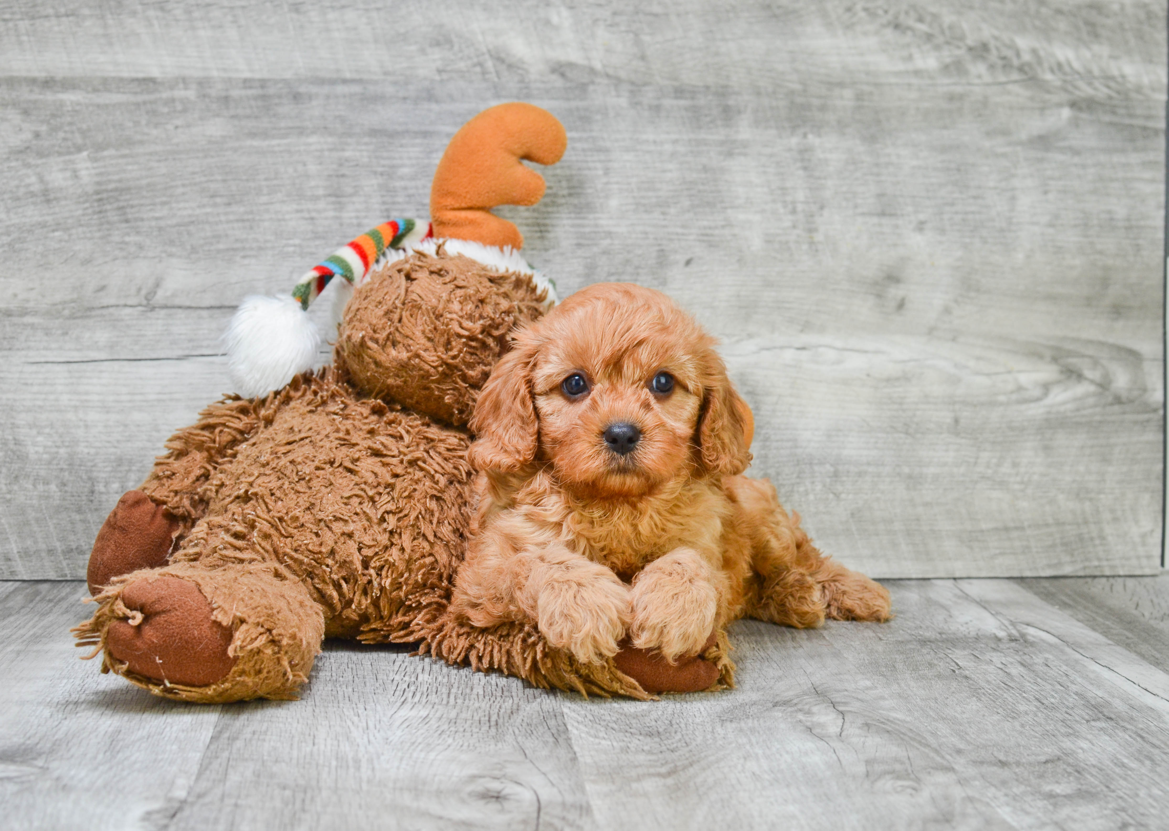Little Cavoodle Poodle Mix Puppy