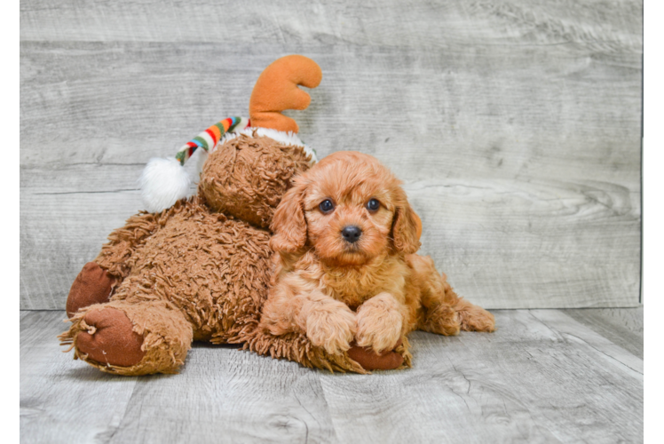 Little Cavoodle Poodle Mix Puppy