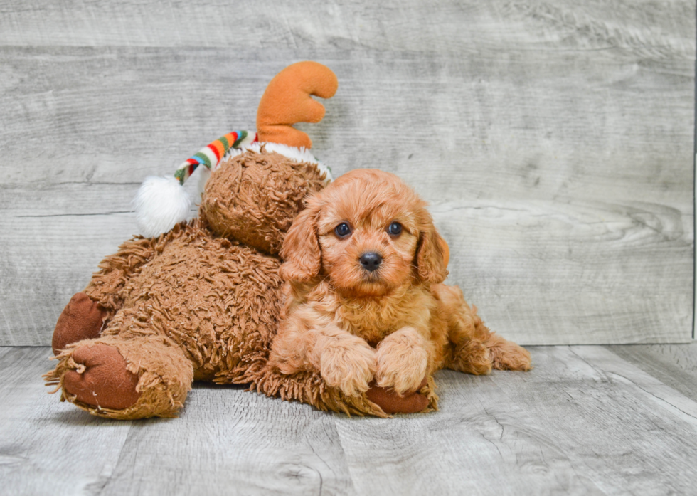 Little Cavoodle Poodle Mix Puppy