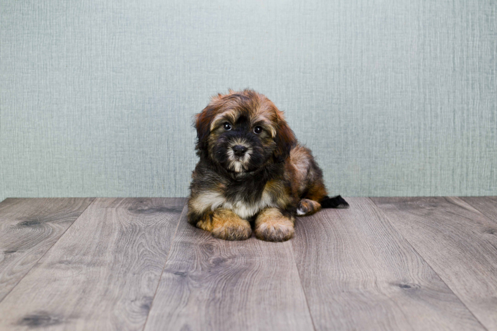 Little Havanese Purebred Pup