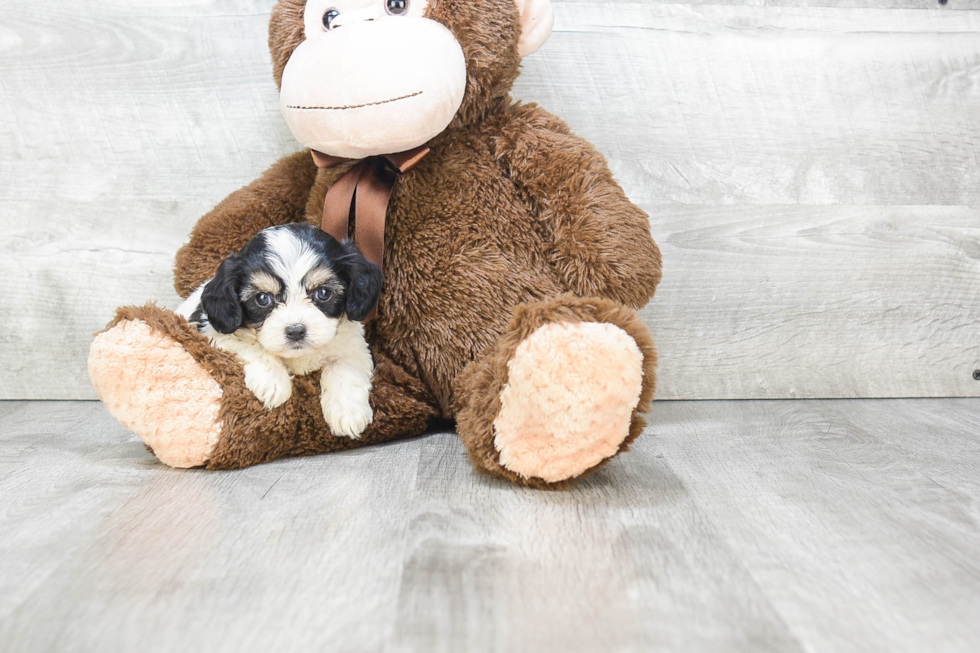 Adorable Cavalier Designer Puppy