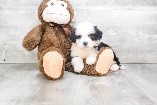 Friendly Mini Bernedoodle Baby