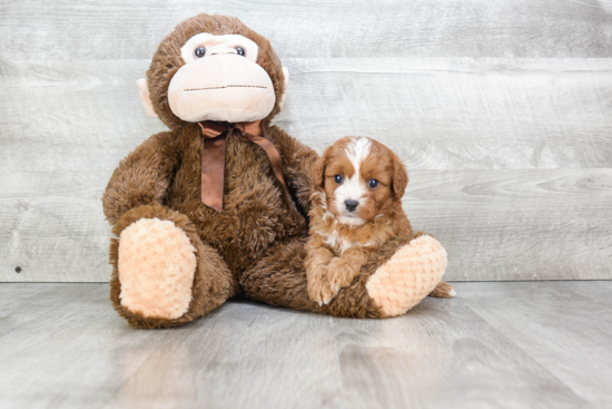 Best Cavapoo Baby