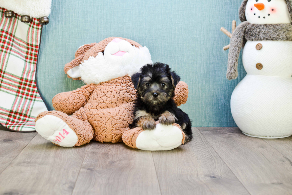 Morkie Pup Being Cute