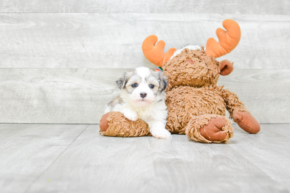 Havanese Pup Being Cute