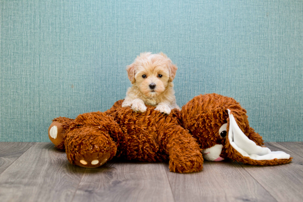 Small Maltipoo Baby