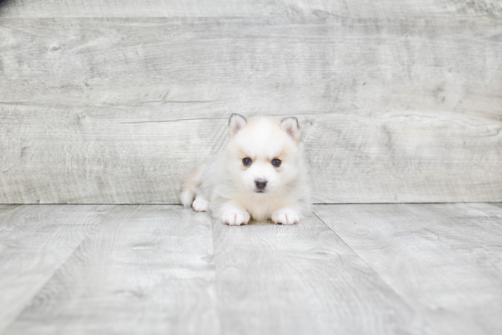 Pomsky Pup Being Cute