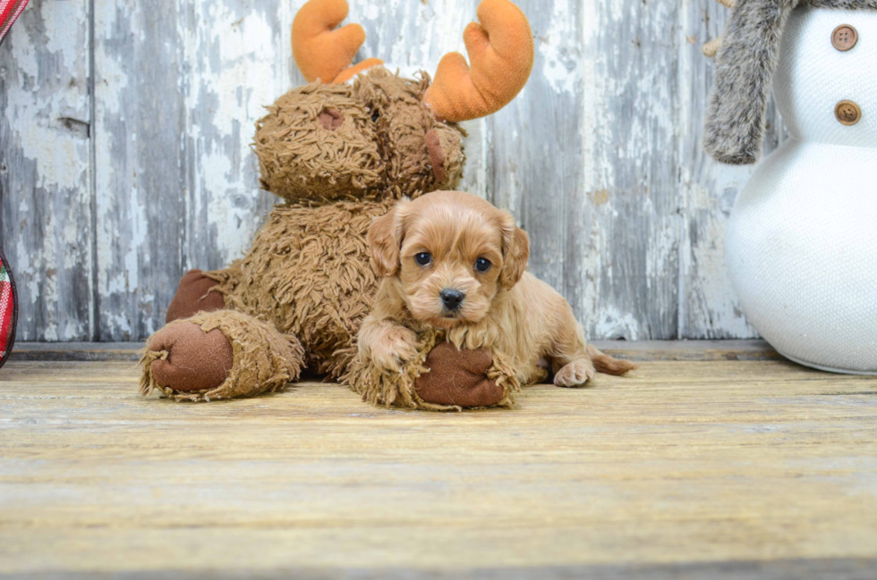 Best Cavapoo Baby