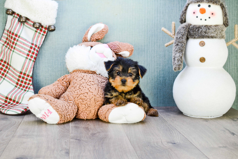 Meet Rascal - our Yorkshire Terrier Puppy Photo 