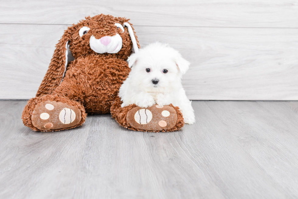 Little Maltese Purebred Pup