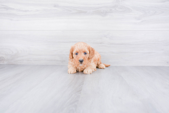 Little Golden Retriever Poodle Mix Puppy