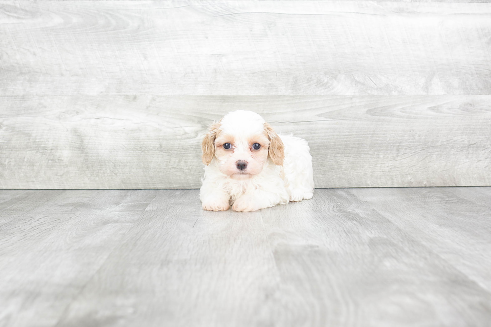 Small Cavachon Baby