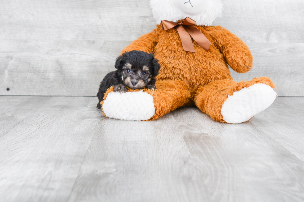 Best Mini Aussiedoodle Baby