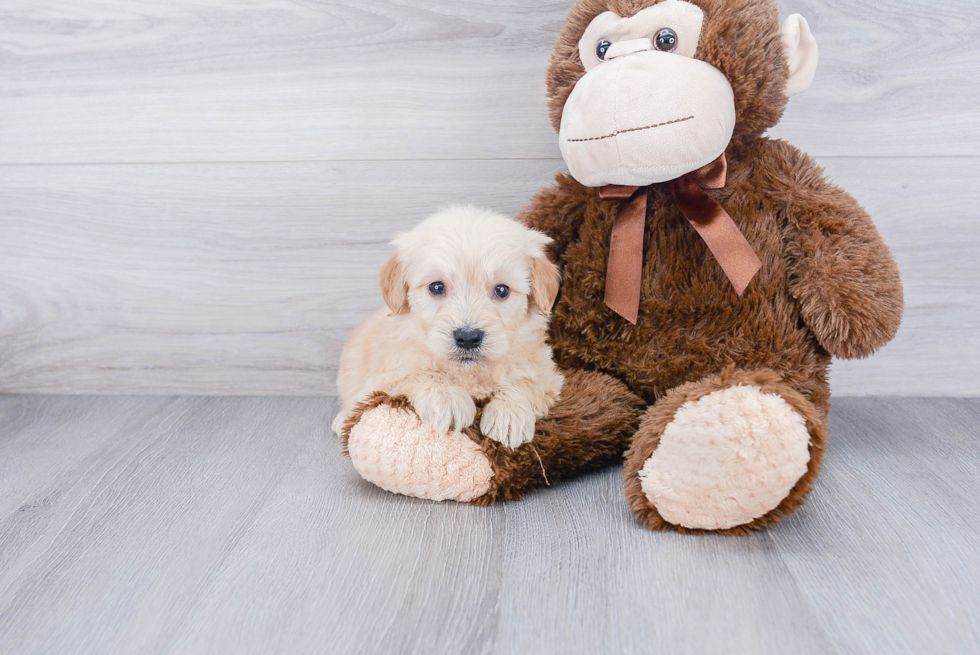 Playful Golden Retriever Poodle Mix Puppy