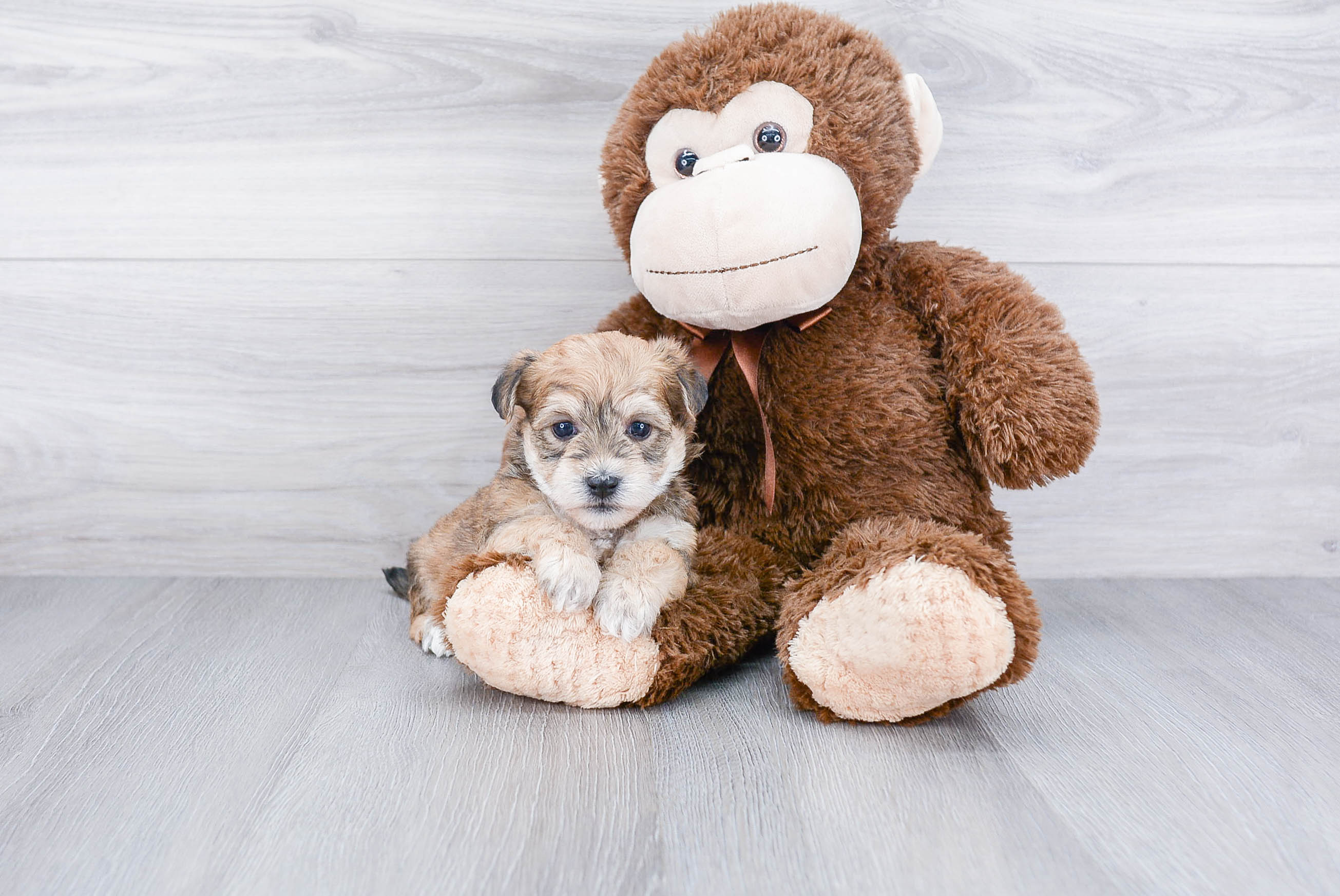 Best Morkie Baby