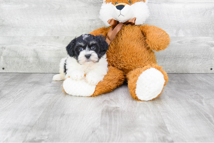 Smart Havanese Purebred Puppy