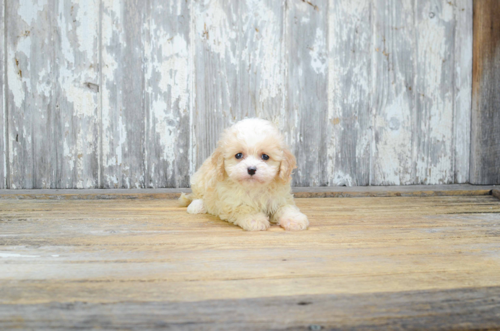 Cute Cavachon Baby