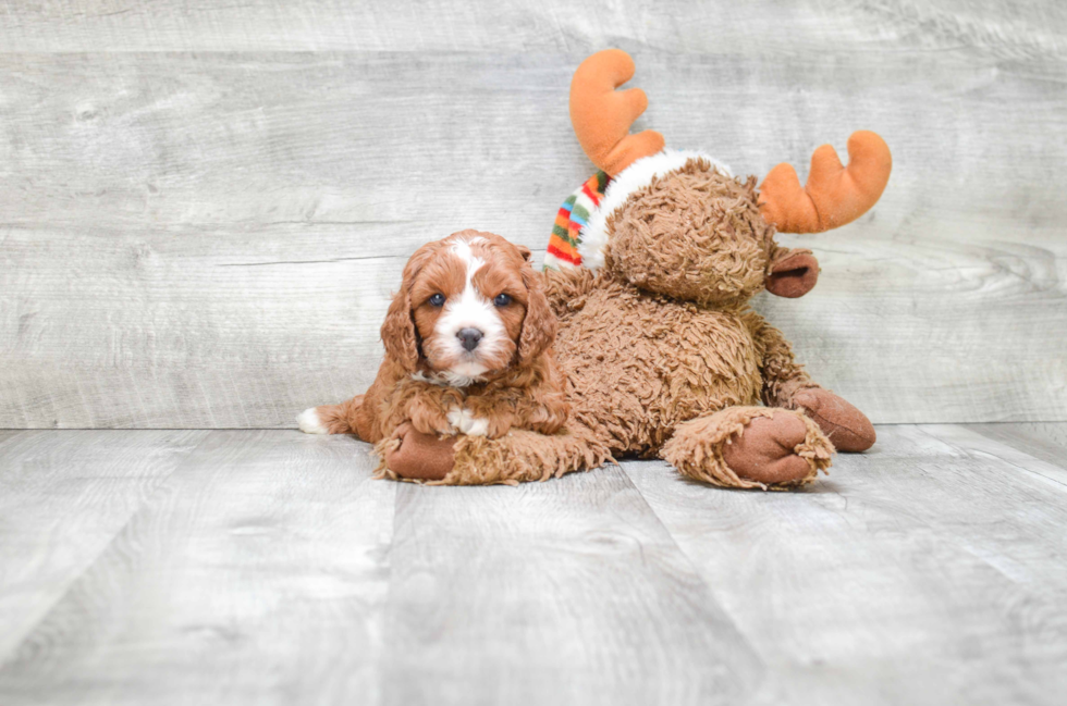 Best Cavapoo Baby