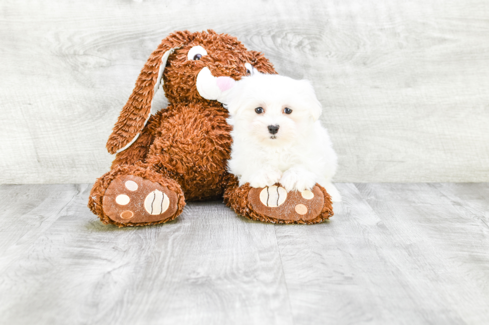 Maltese Puppy for Adoption