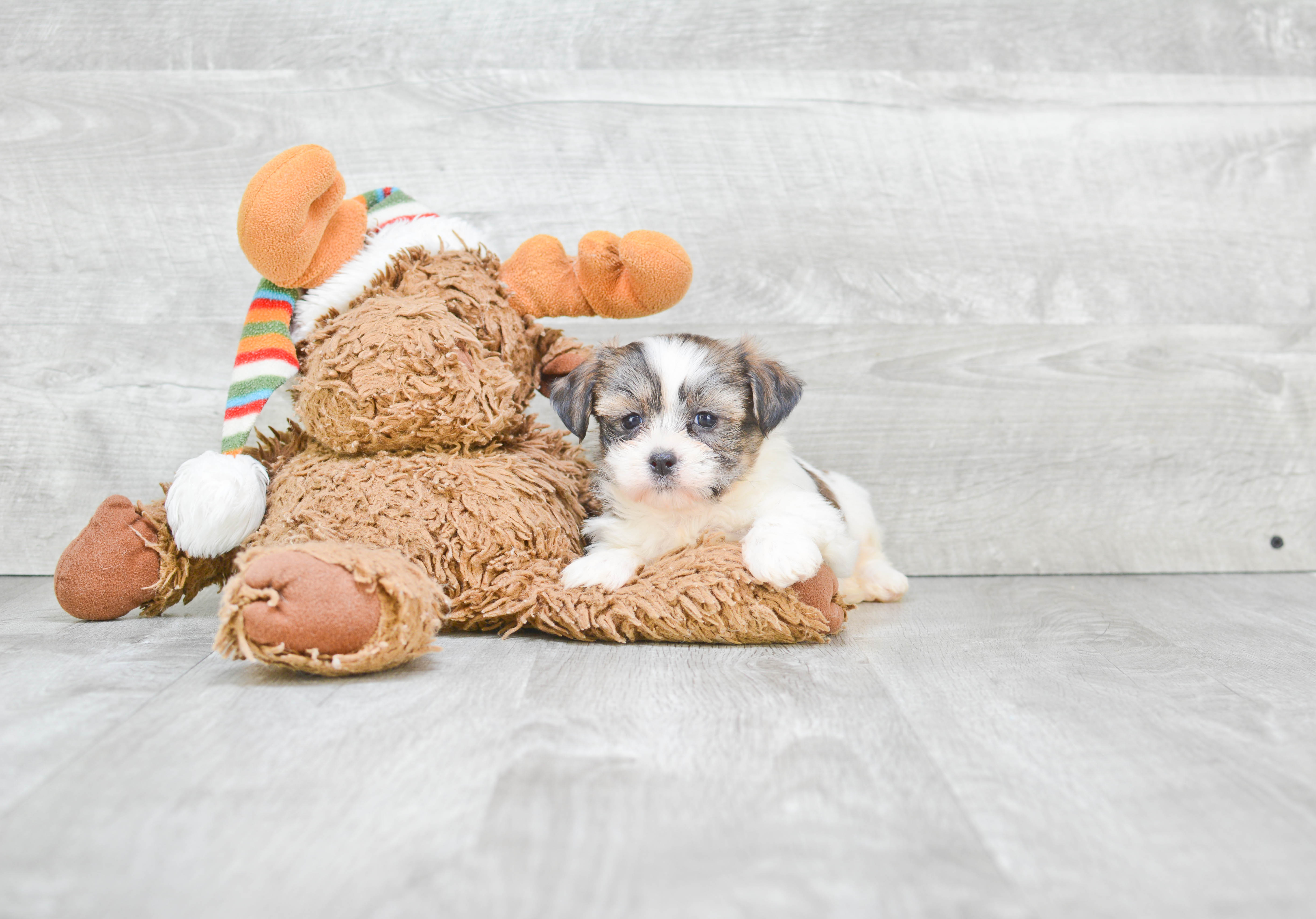 Fluffy Teddy Bear Designer Pup