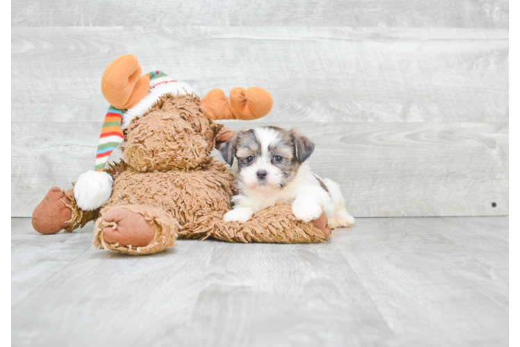 Fluffy Teddy Bear Designer Pup