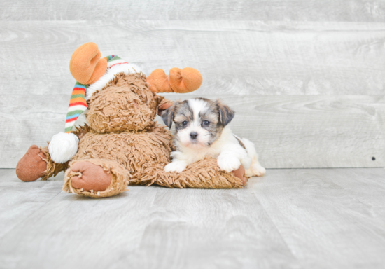 Fluffy Teddy Bear Designer Pup